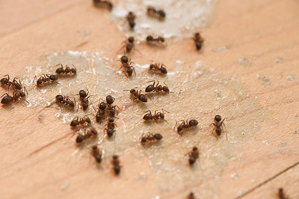 Best Commercial Pest Control Services  in Albertson, NY